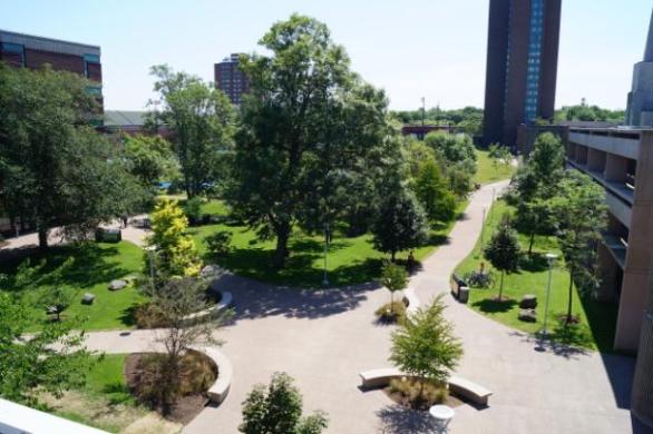 A view of the trees on campus